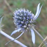 View full-size image Eryngium planum