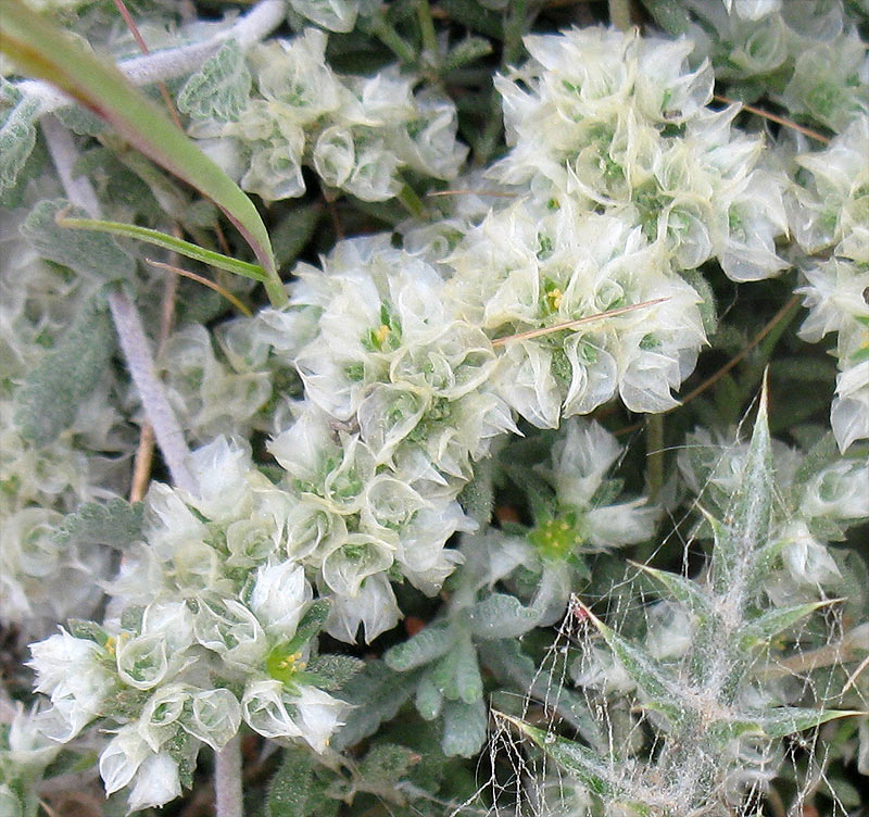 Image of genus Paronychia specimen.