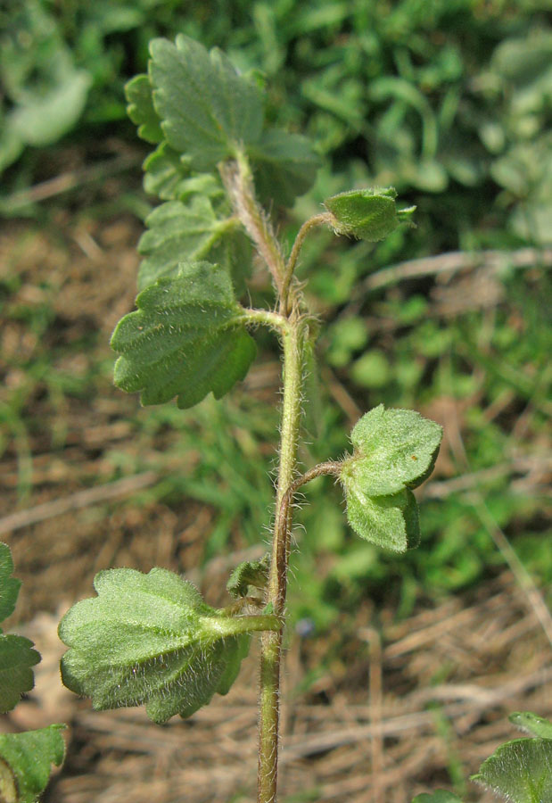 Image of Veronica polita specimen.