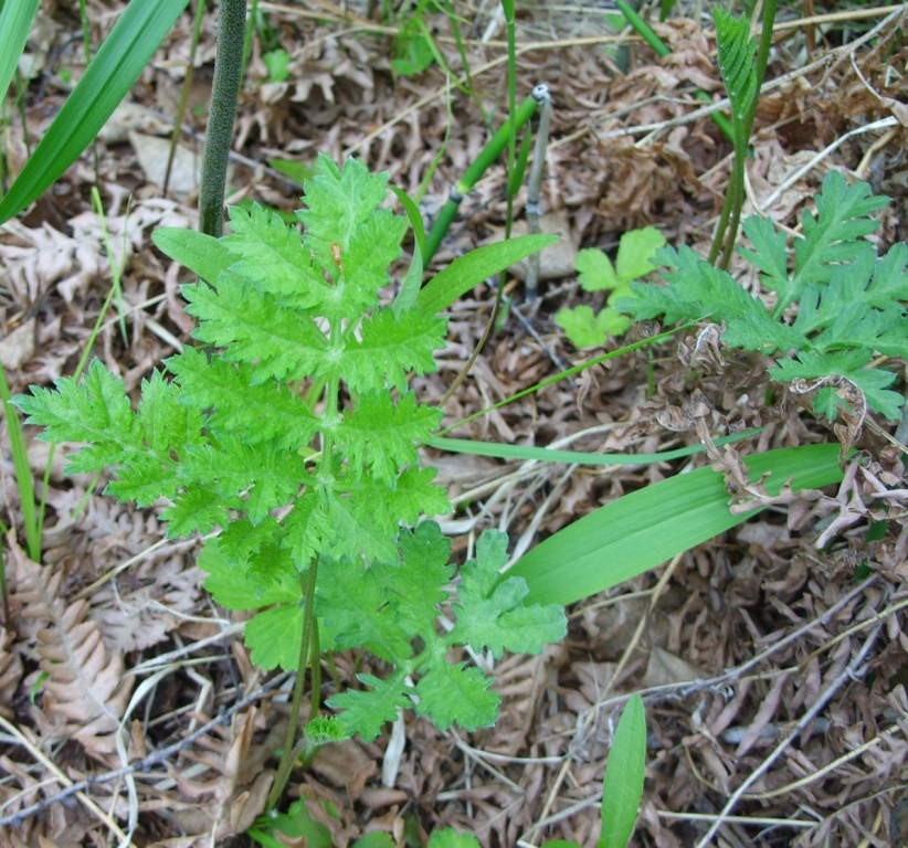 Image of genus Artemisia specimen.