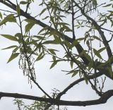 Quercus imbricaria