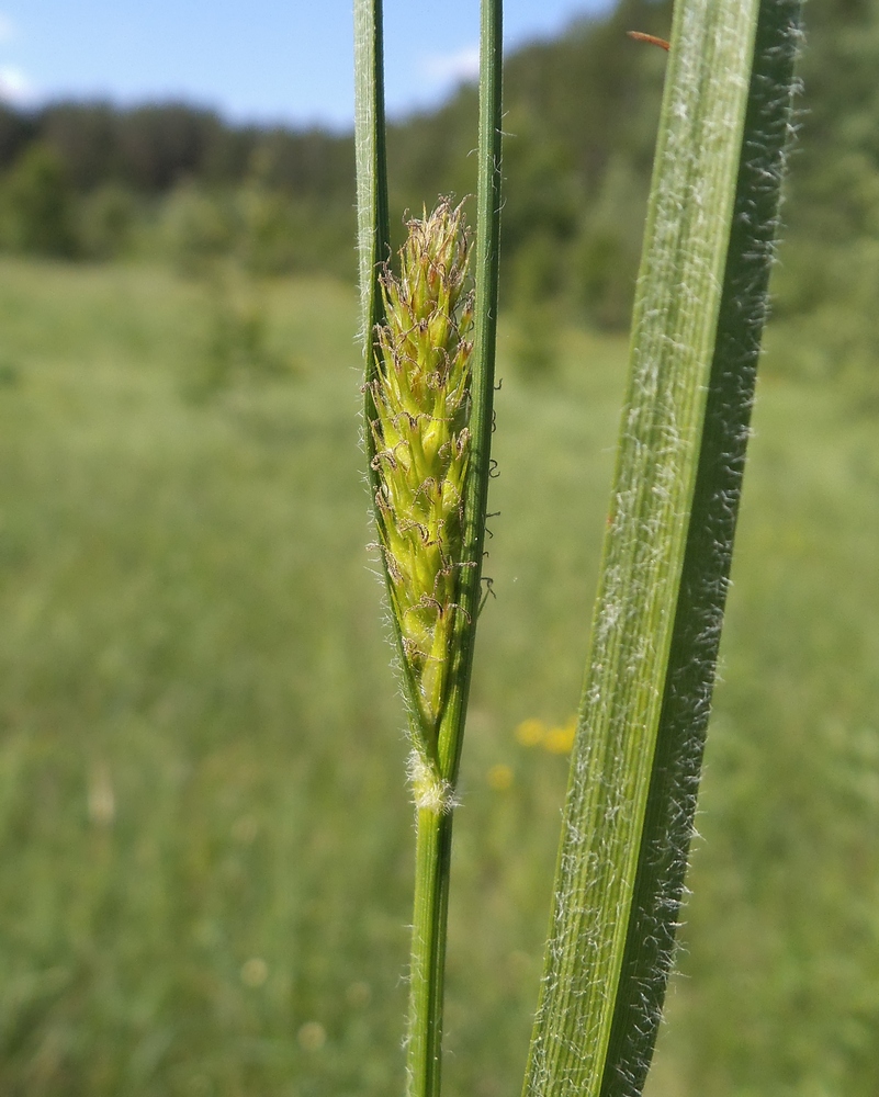 Изображение особи Carex atherodes.