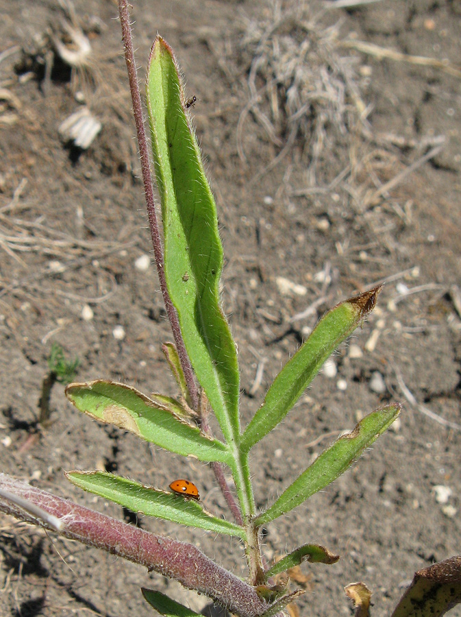 Image of Lomelosia micrantha specimen.