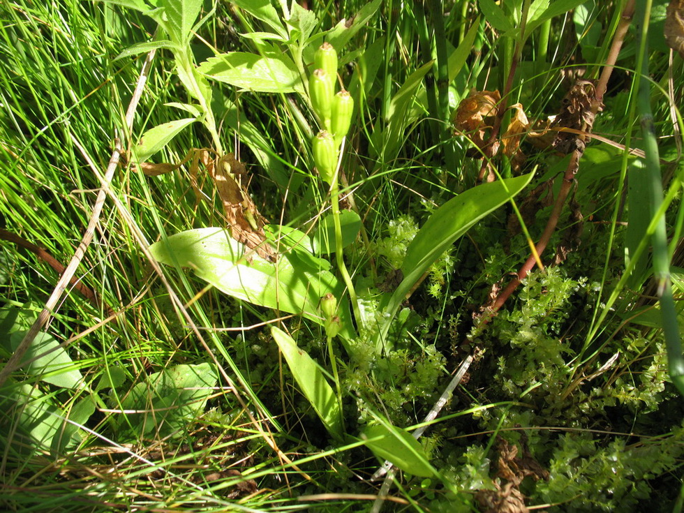 Image of Liparis loeselii specimen.