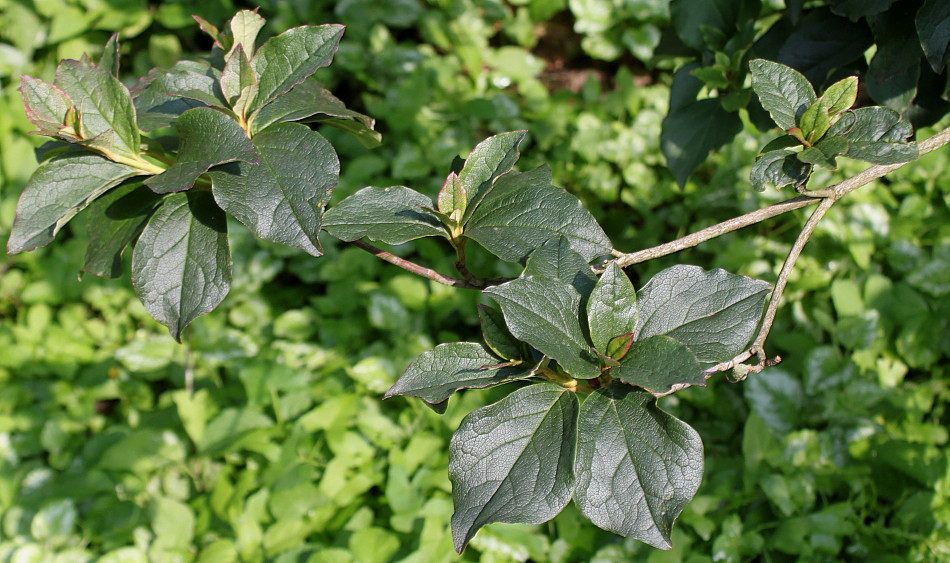 Image of Leucothoe catesbaei specimen.