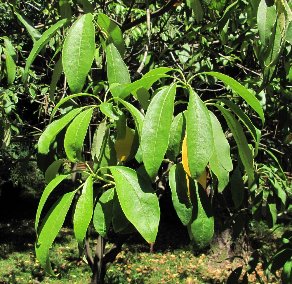 Image of Pittosporum napaulense specimen.