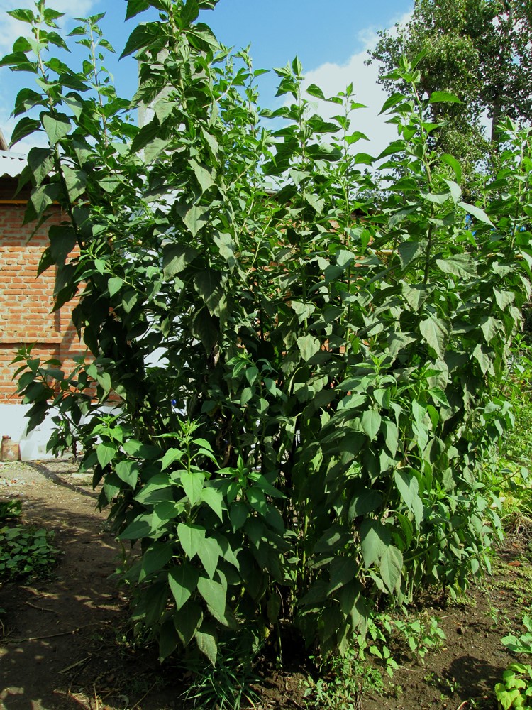 Изображение особи Helianthus tuberosus.