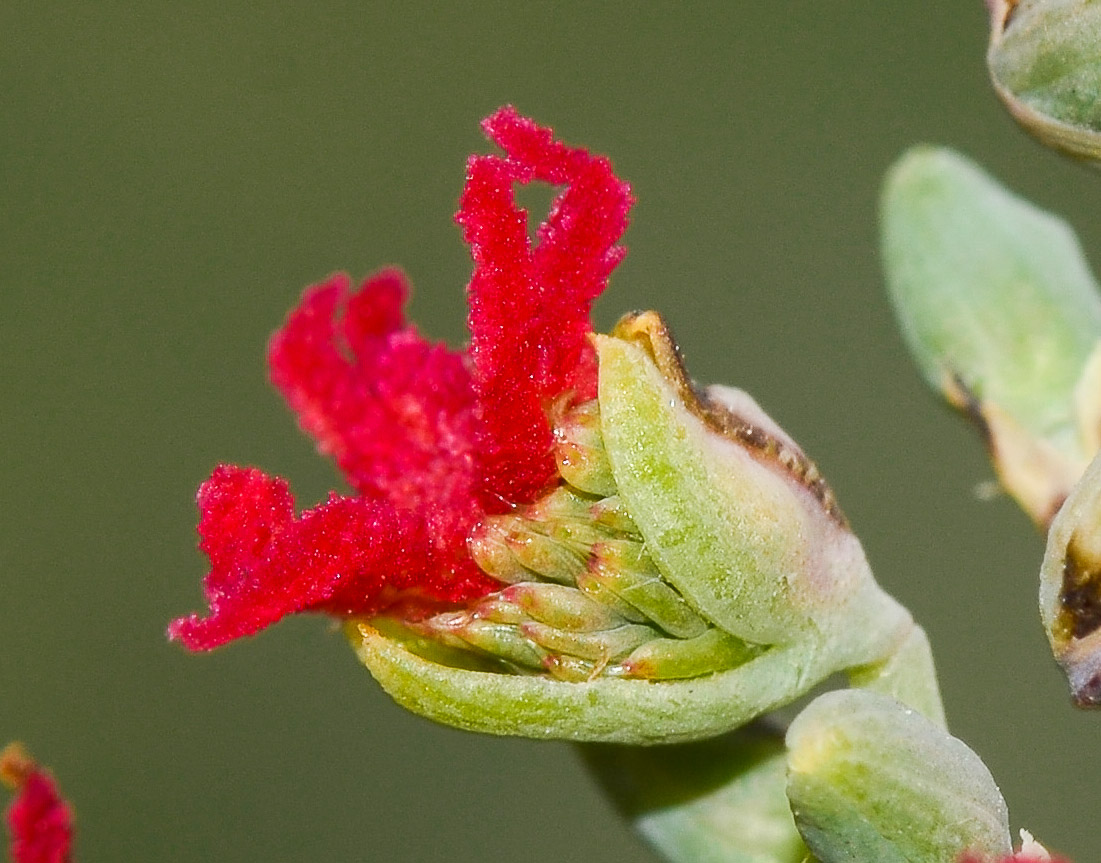 Изображение особи Ricinus communis.