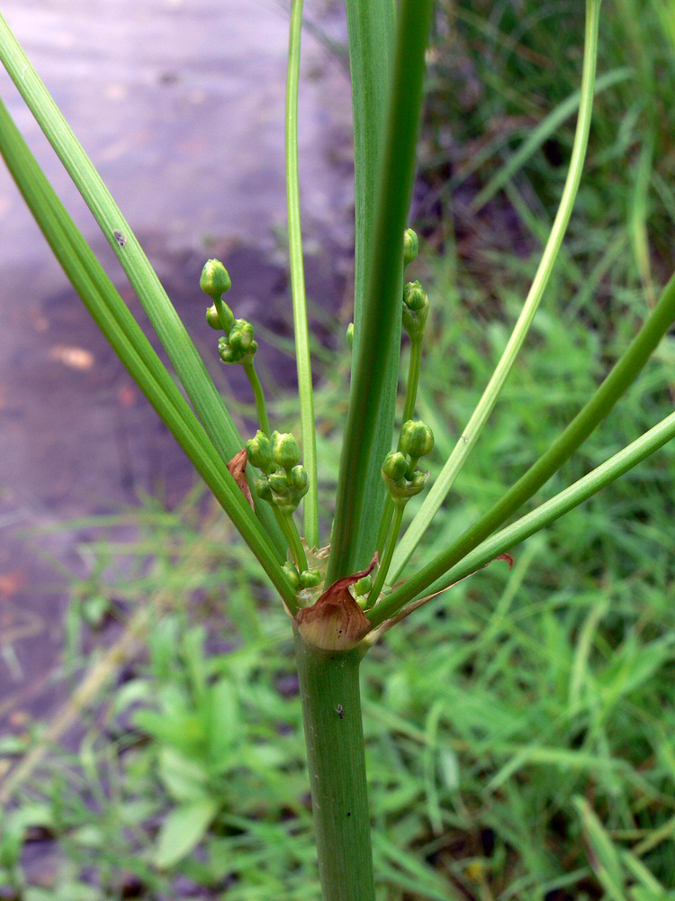 Image of Alisma plantago-aquatica specimen.