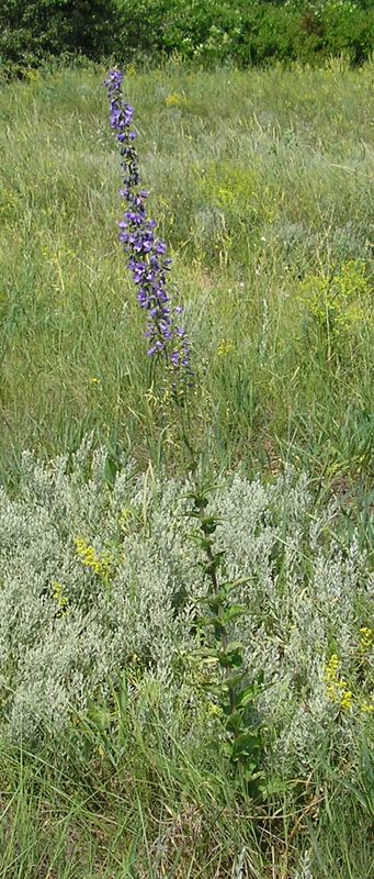 Image of Campanula &times; spryginii specimen.