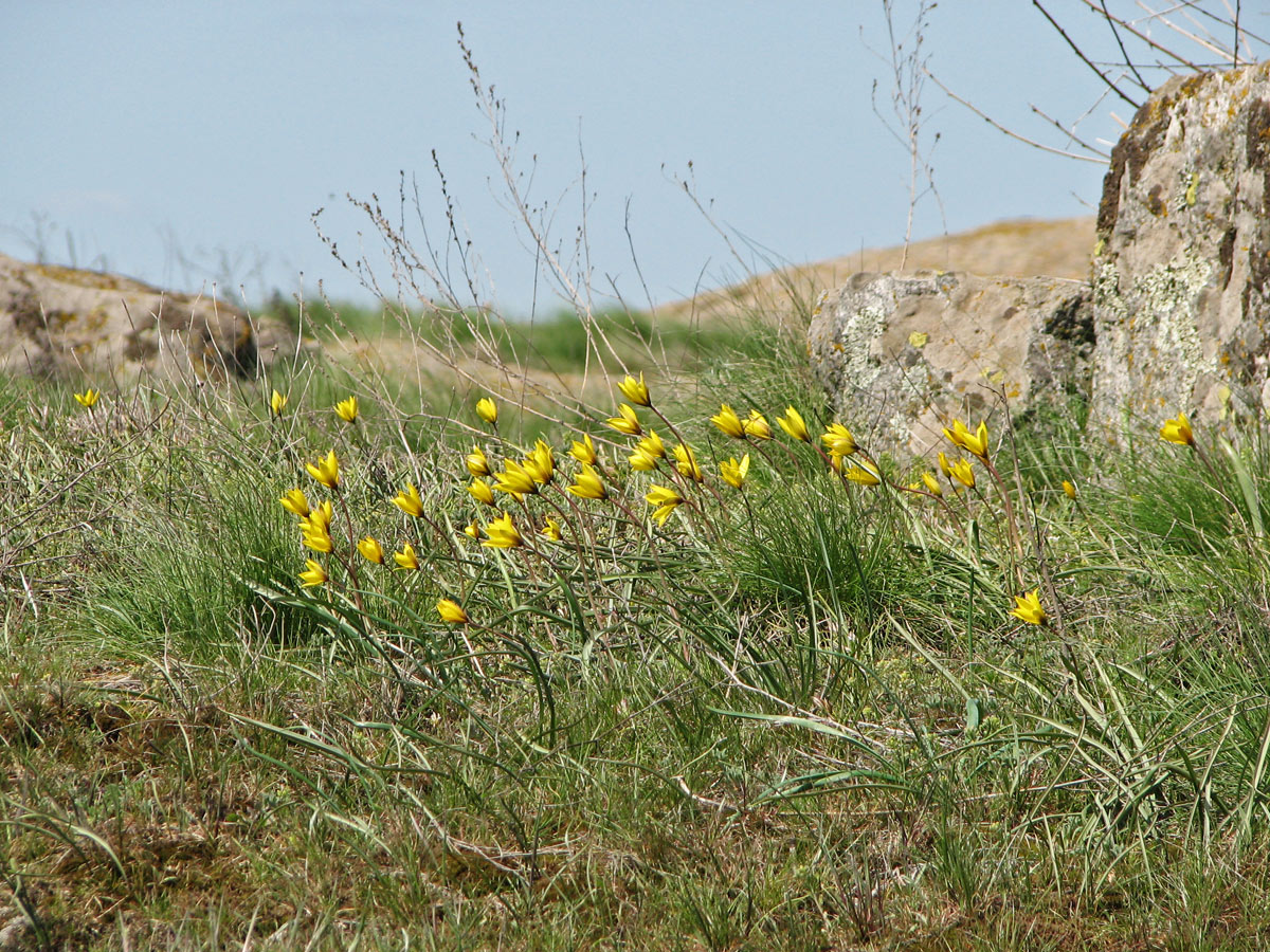 Image of genus Tulipa specimen.