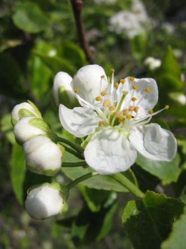 Image of genus Malus specimen.