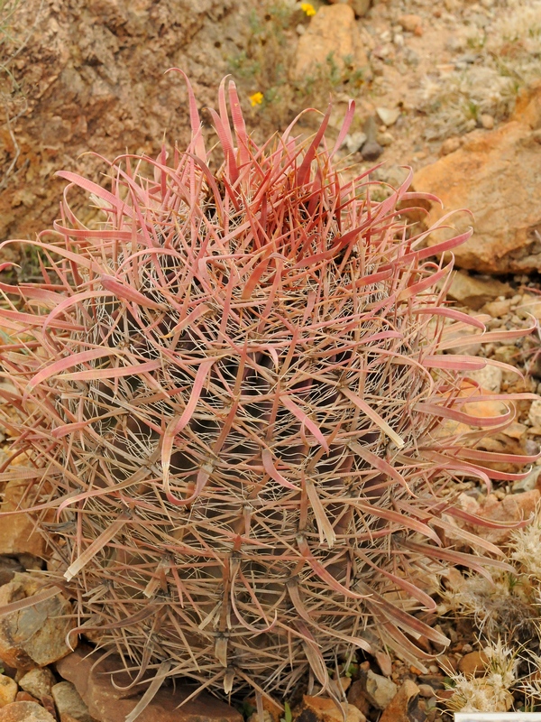 Image of Ferocactus gracilis specimen.