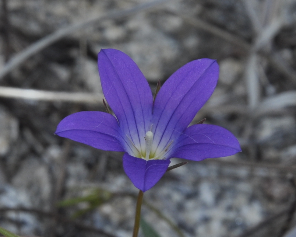 Изображение особи род Campanula.