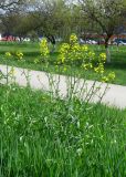 Brassica napus. Цветущее растение. Крым, Симферополь, газон у шоссе. 19 апреля 2014 г.