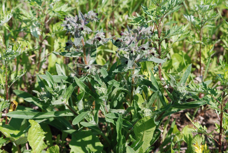 Image of Nonea rossica specimen.