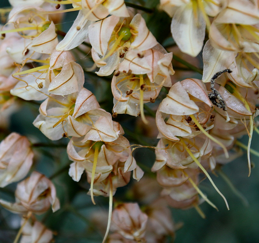 Изображение особи Eremurus &times; isabellinus.