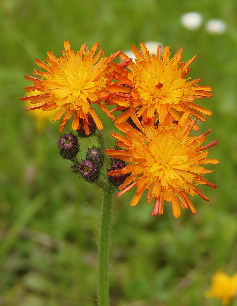 Image of Pilosella × roxolanica specimen.