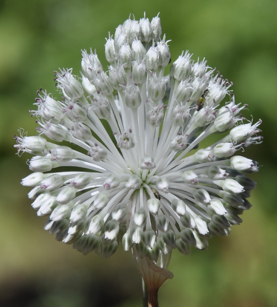 Image of Allium guttatum ssp. sardoum specimen.