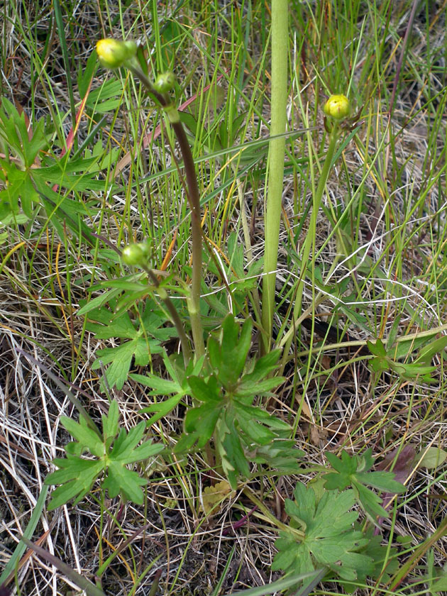 Image of Ranunculus acris specimen.