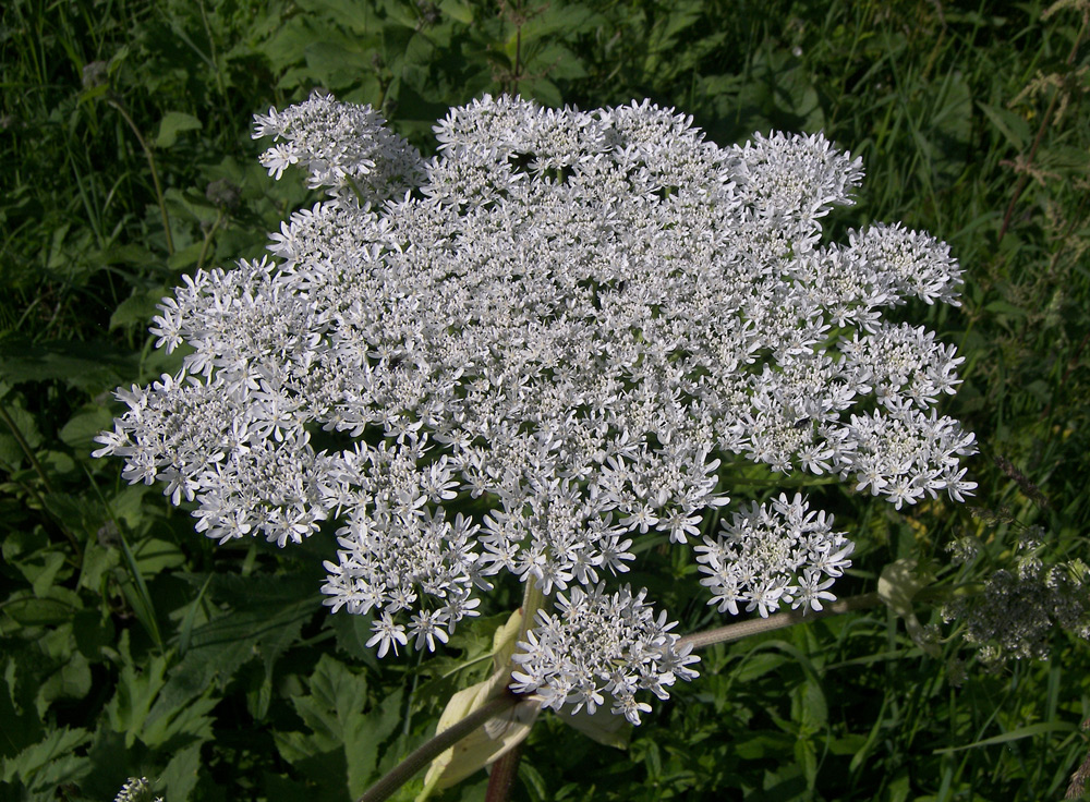 Изображение особи Heracleum mantegazzianum.