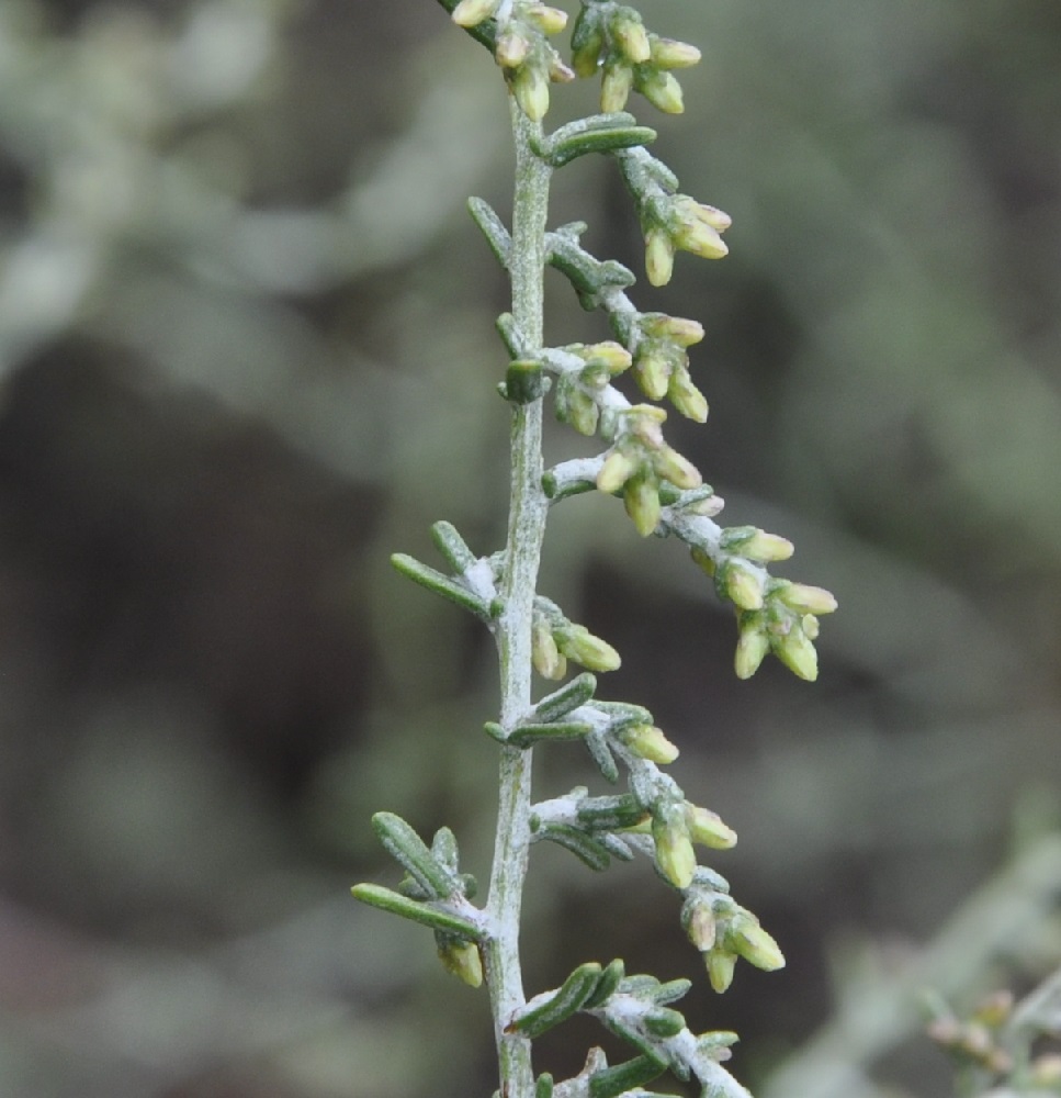 Изображение особи Artemisia santonicum.