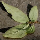 Forsythia giraldiana. Верхушка побега (у листьев видна их нижняя сторона). Германия, г. Дюссельдорф, Ботанический сад университета. 05.09.2014.