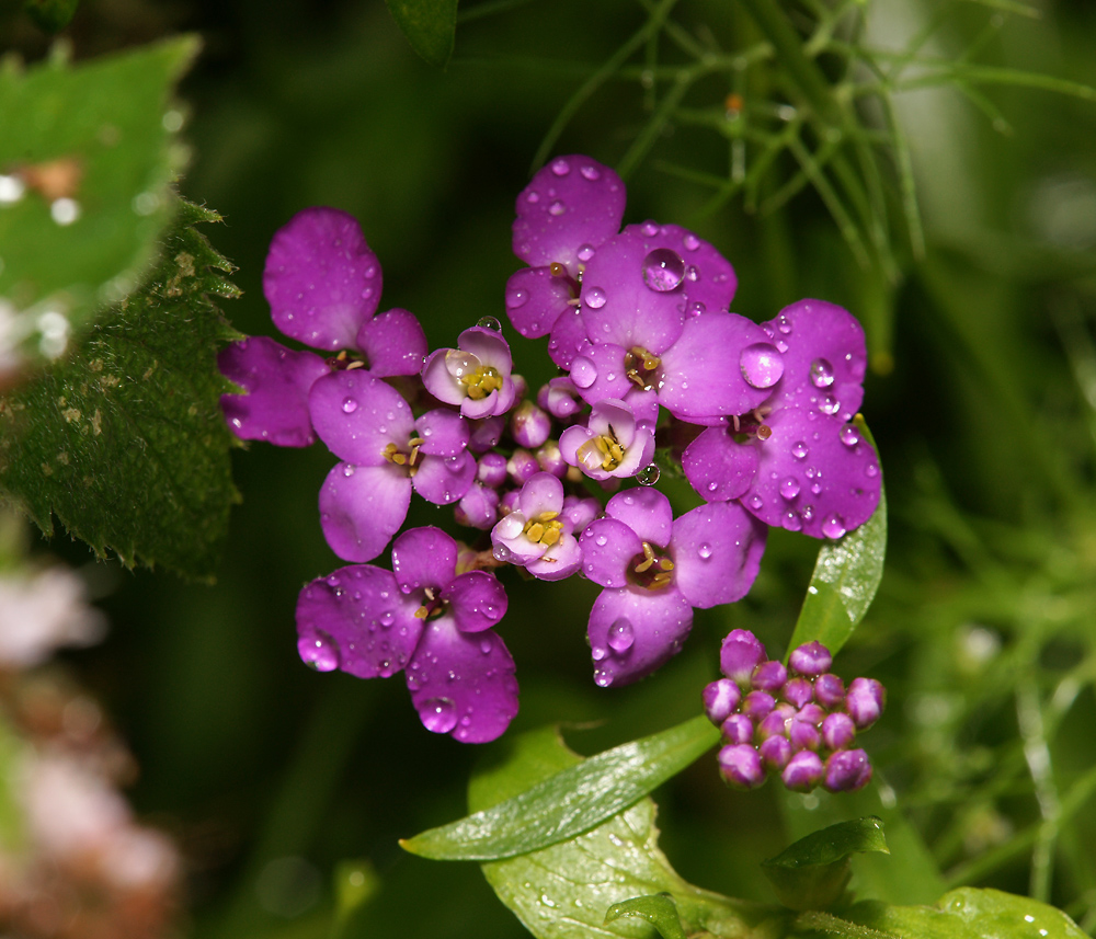 Image of Iberis umbellata specimen.