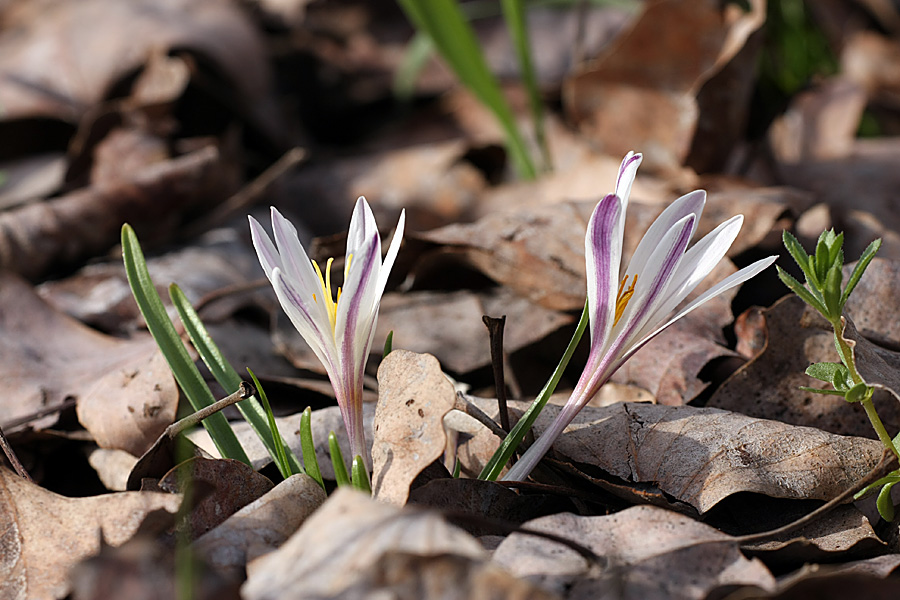 Image of Colchicum kesselringii specimen.