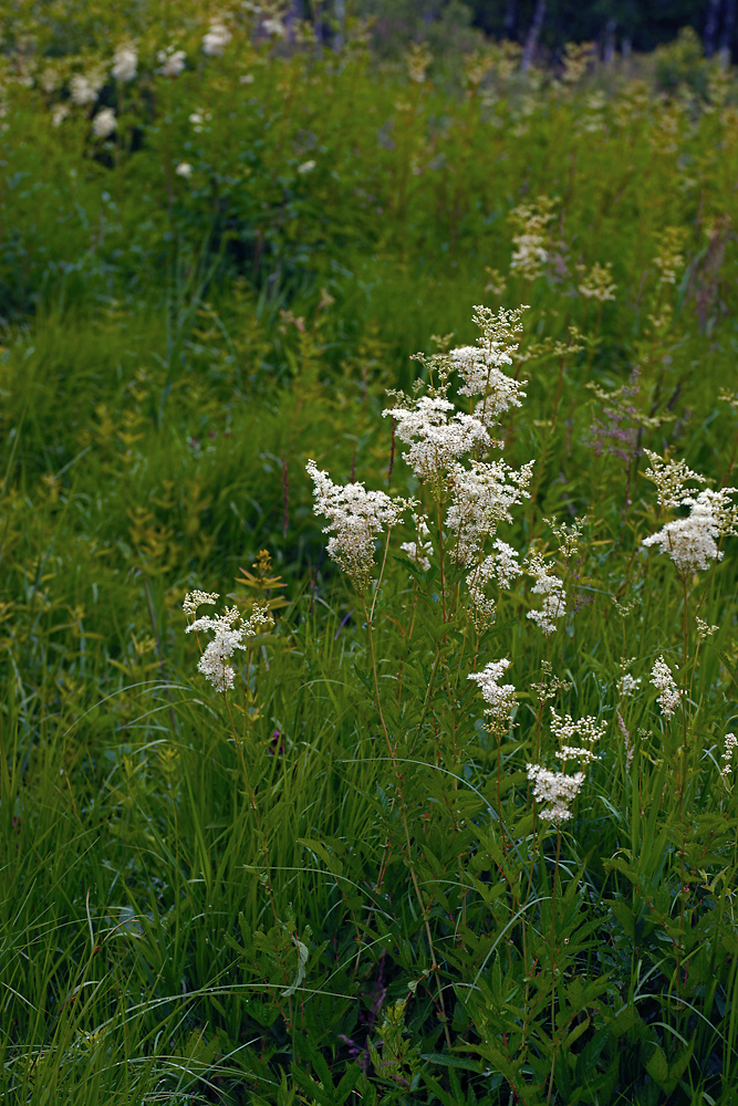 Image of Filipendula ulmaria specimen.