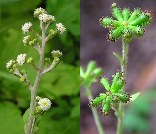 Image of Adenocaulon adhaerescens specimen.