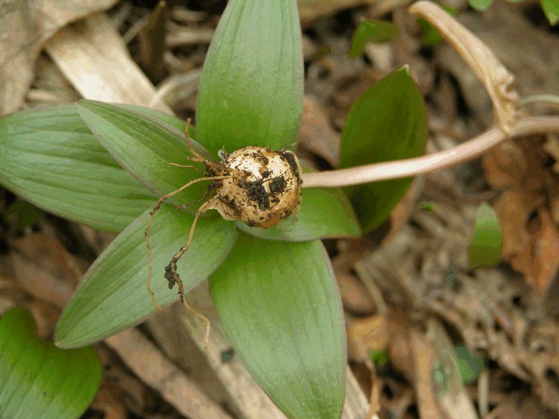 Image of Corydalis ambigua specimen.