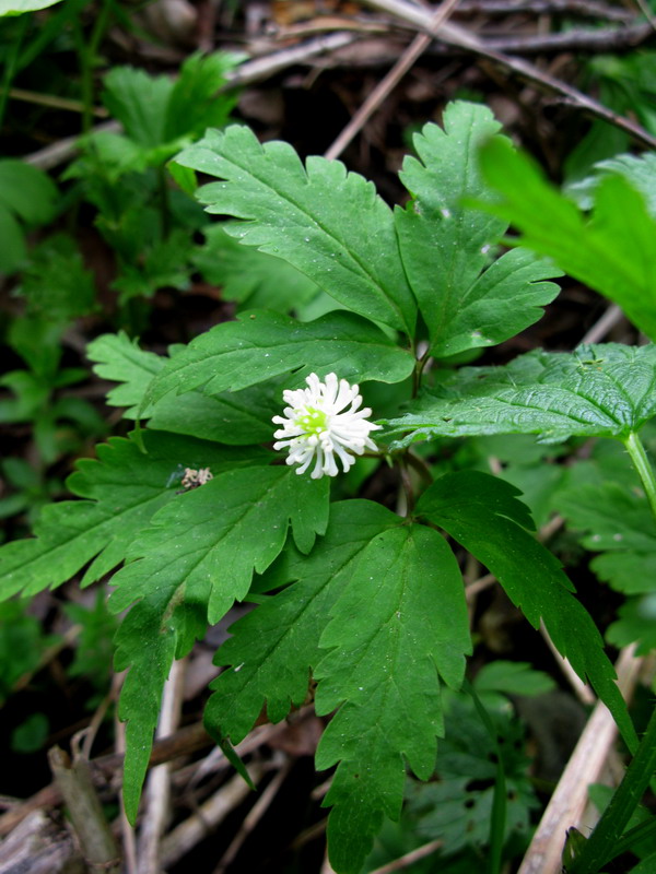 Image of Anemone reflexa specimen.