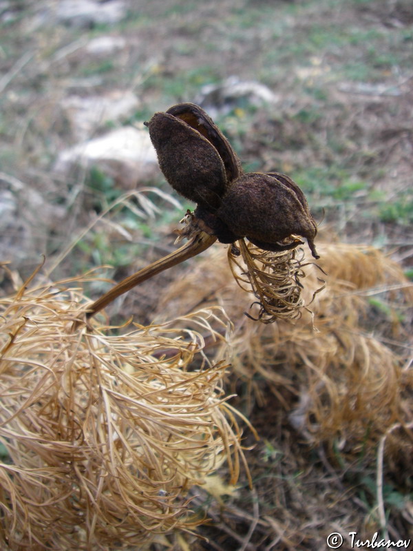 Image of Paeonia tenuifolia specimen.