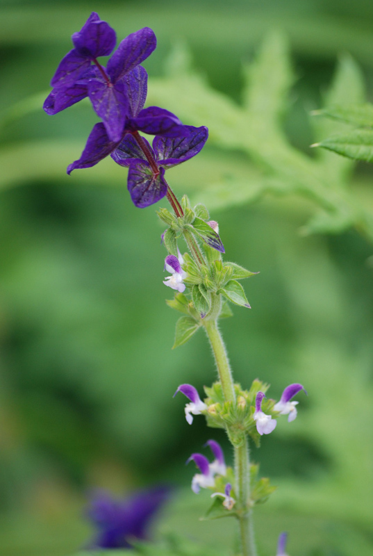 Изображение особи Salvia viridis.