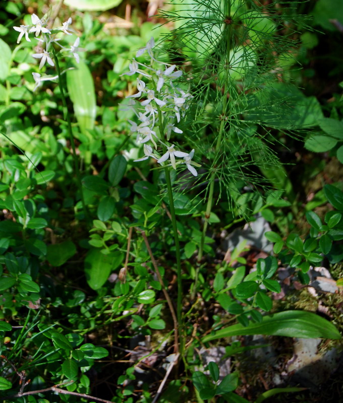 Изображение особи Platanthera bifolia.