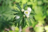 Anemonastrum crinitum