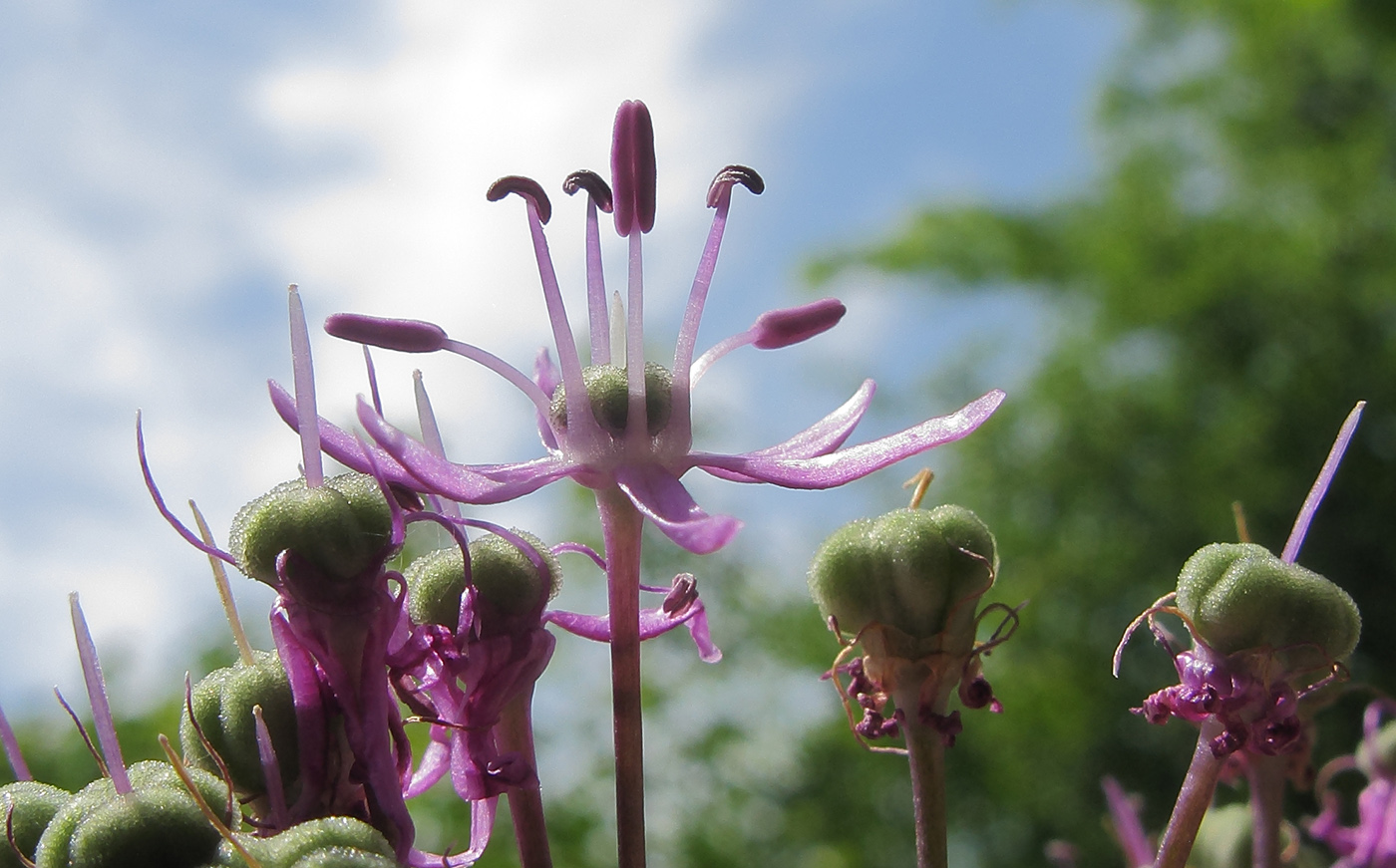 Image of Allium altissimum specimen.