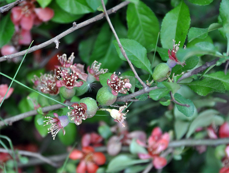 Image of Chaenomeles japonica specimen.