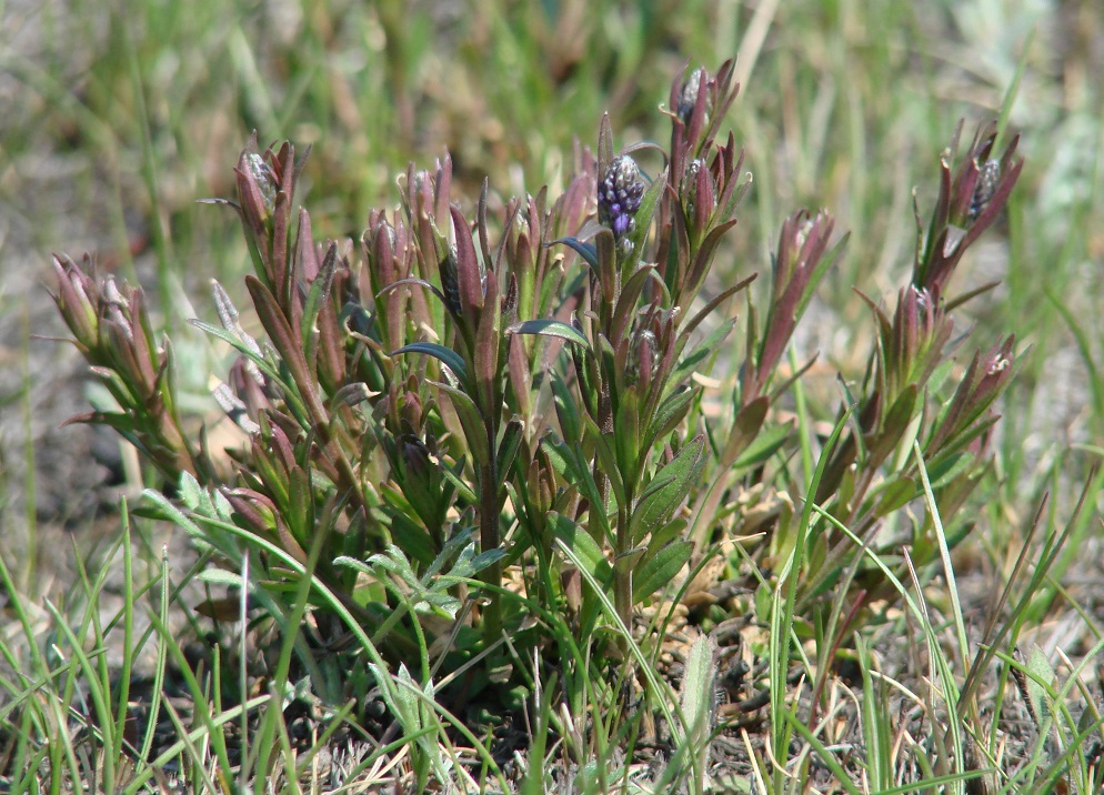 Image of Polygala hybrida specimen.