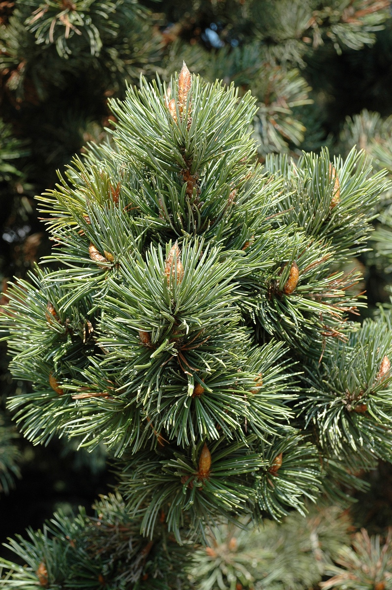 Image of Pinus aristata specimen.