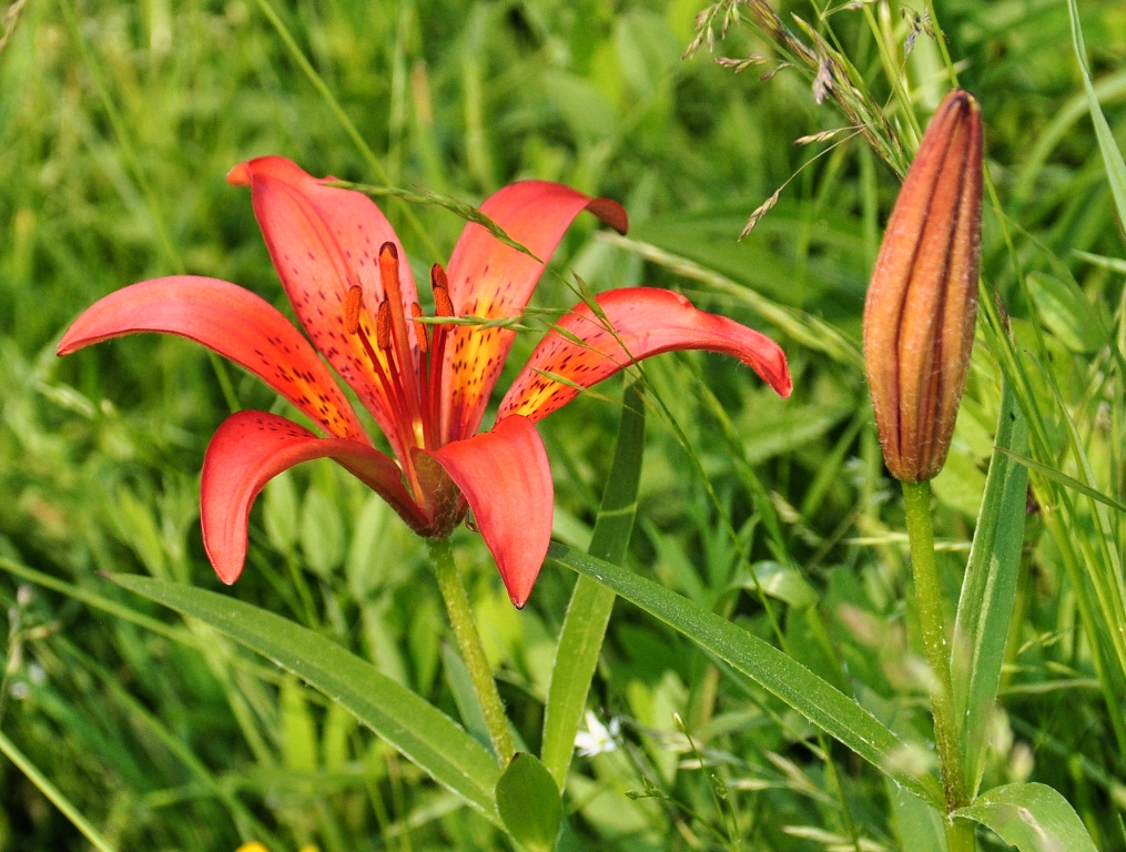 Image of Lilium pensylvanicum specimen.