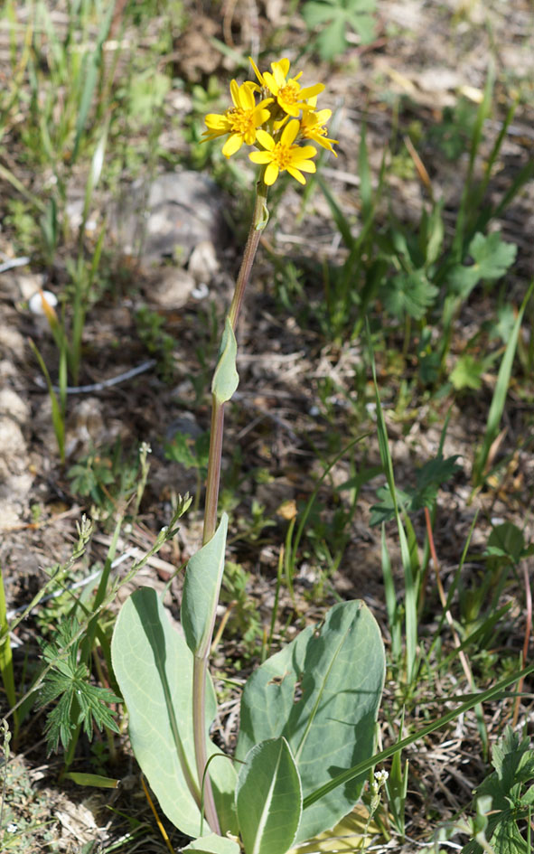 Изображение особи Ligularia alpigena.