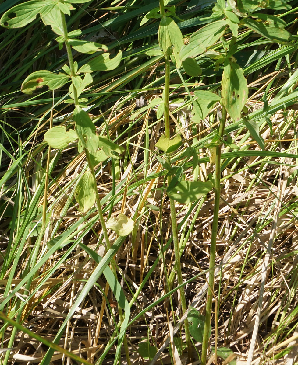 Image of Hypericum hirsutum specimen.