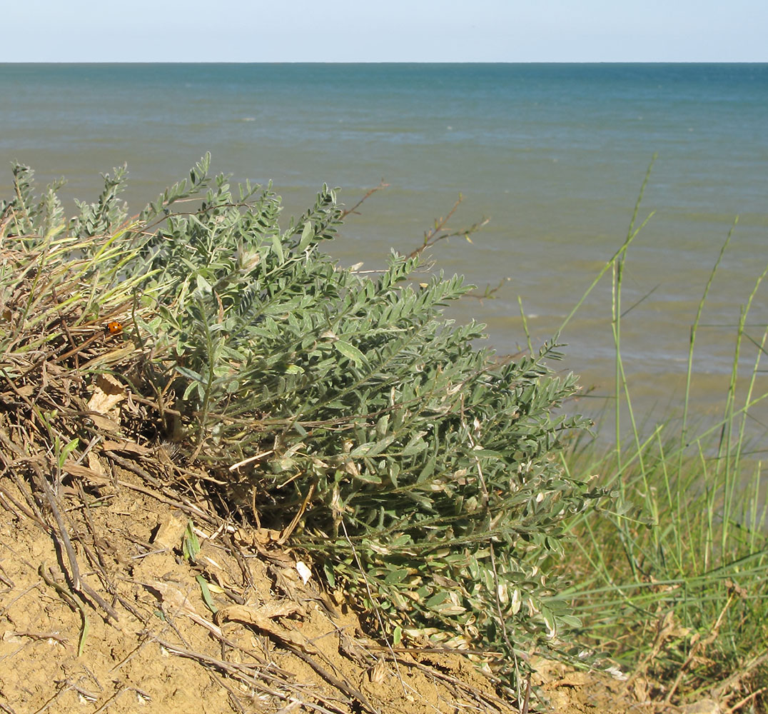 Image of Astragalus dolichophyllus specimen.