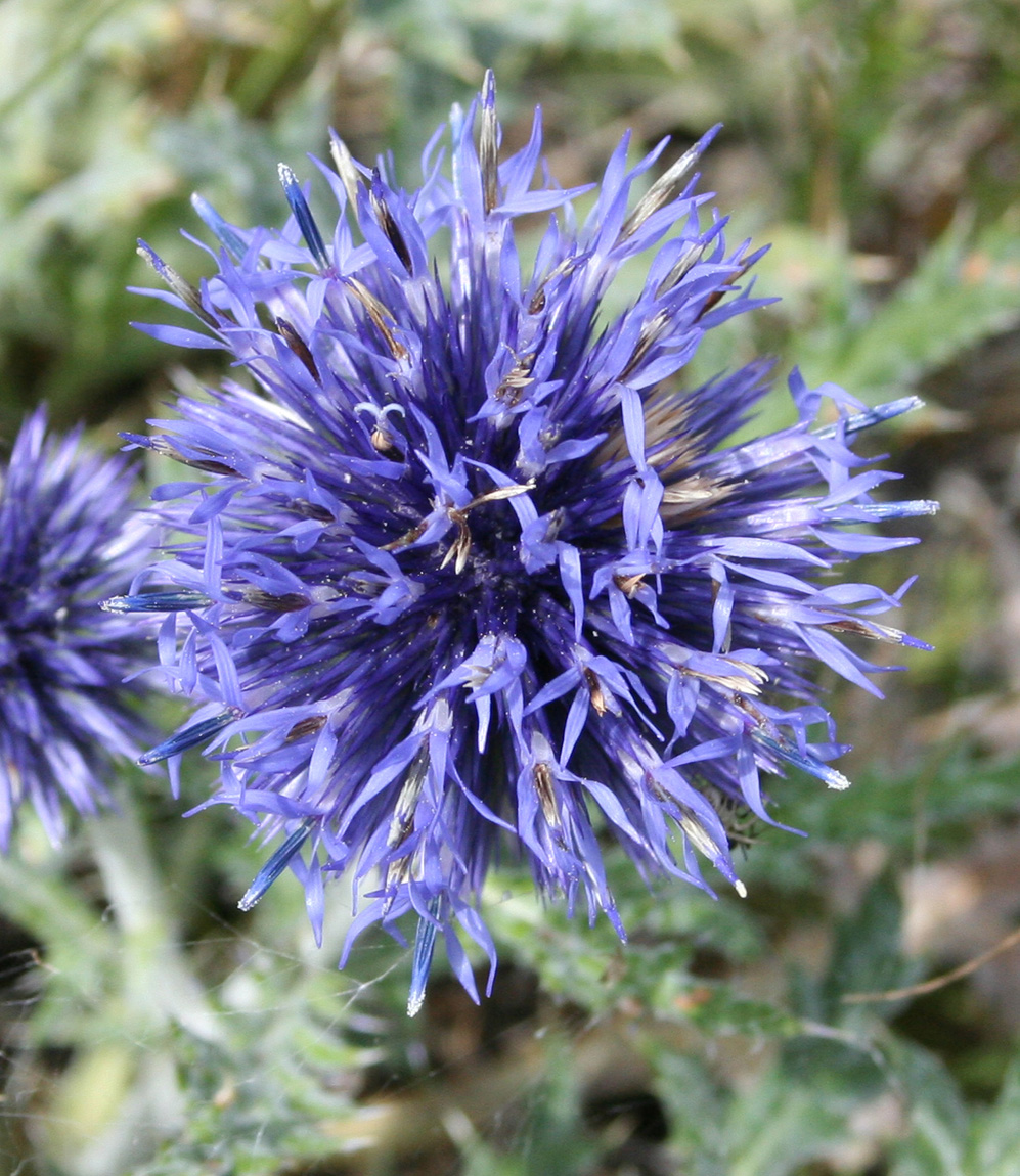 Image of Echinops ruthenicus specimen.