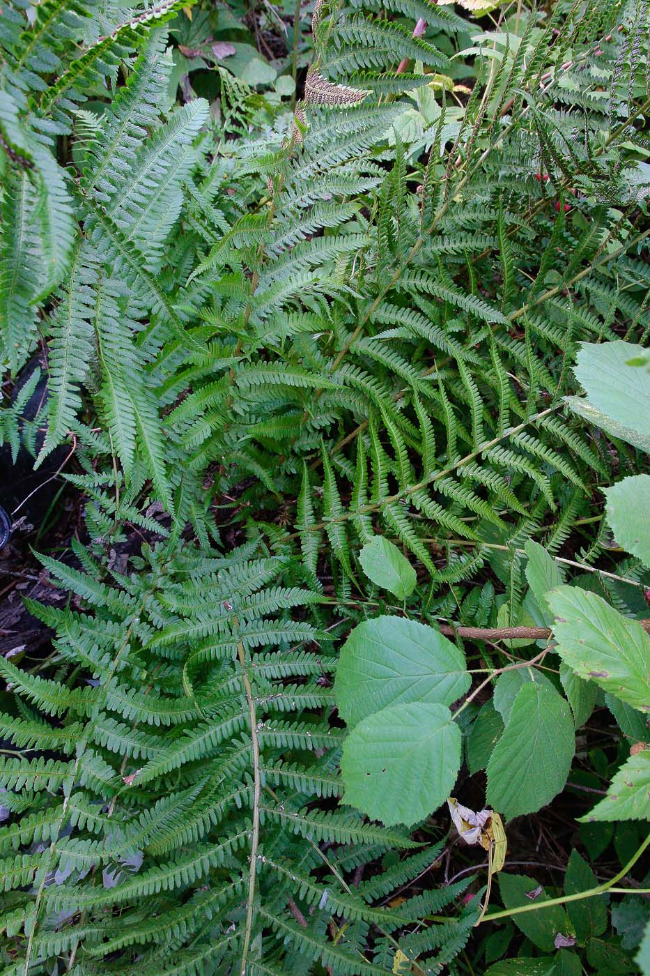 Image of Dryopteris filix-mas specimen.