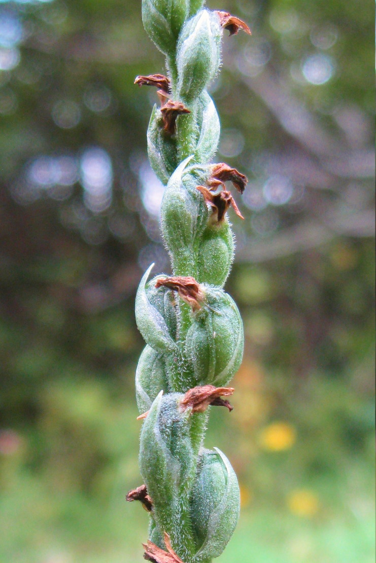 Image of Spiranthes spiralis specimen.