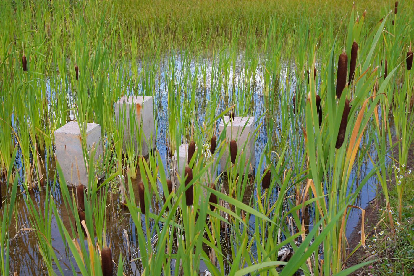 Image of Typha latifolia specimen.