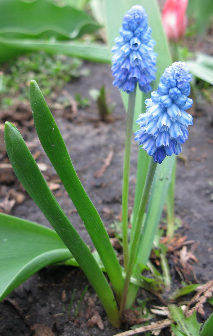 Image of Pseudomuscari azureum specimen.